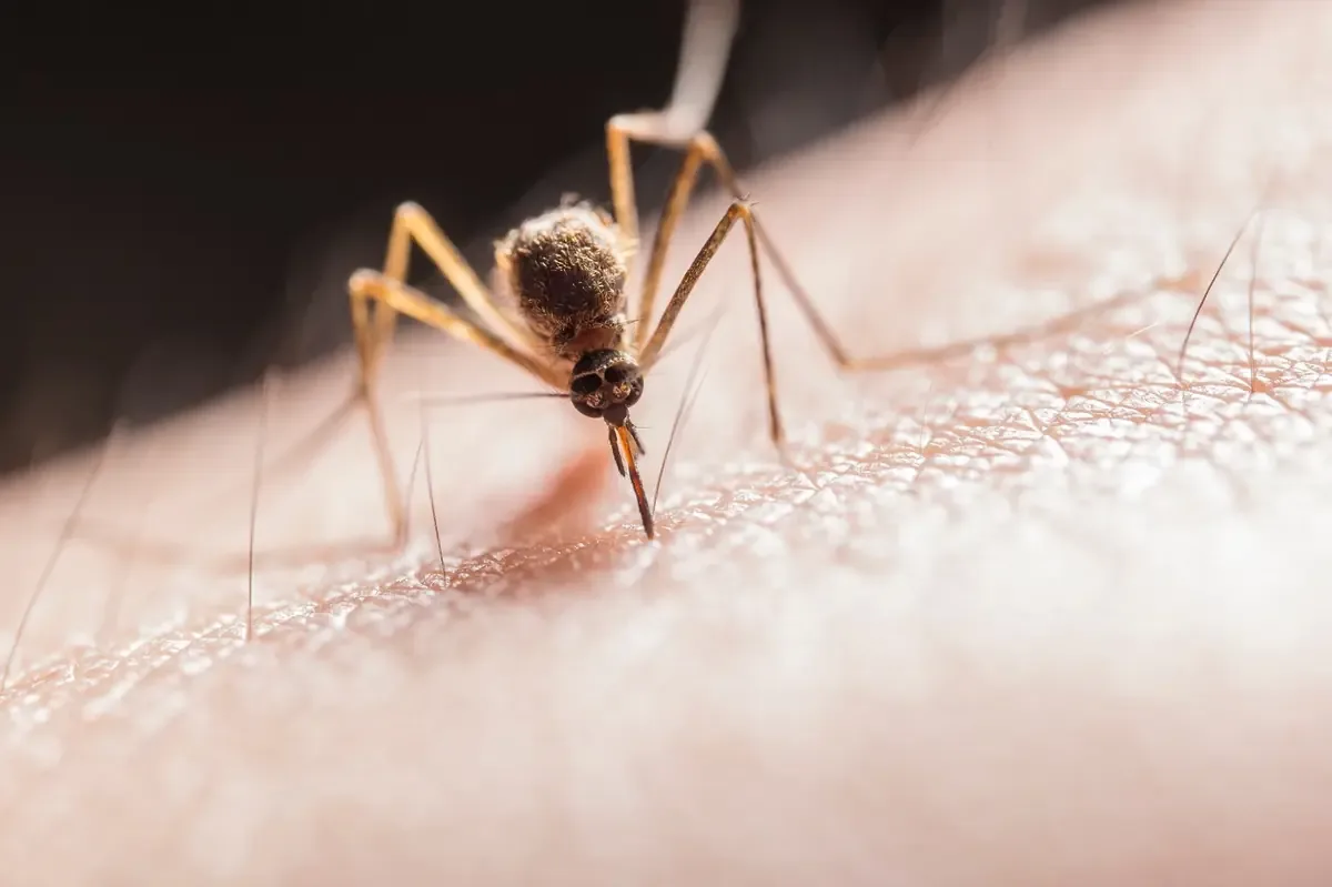 Autoridades de salud advierten sobre la importancia de la atención oportuna para evitar casos graves de dengue.