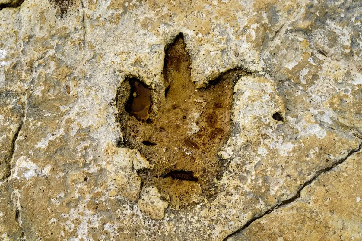El hallazgo en Apatzingán proporciona nueva información sobre la fauna dinosauriana en México.