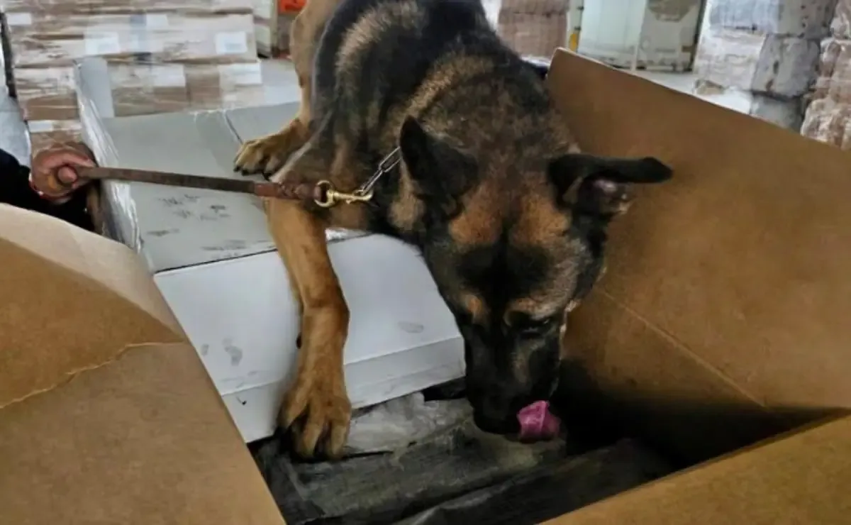 Un perro detector ayudó a desmantelar un cargamento de metanfetamina en la Aduana de Tijuana, mostrando la efectividad de la vigilancia.