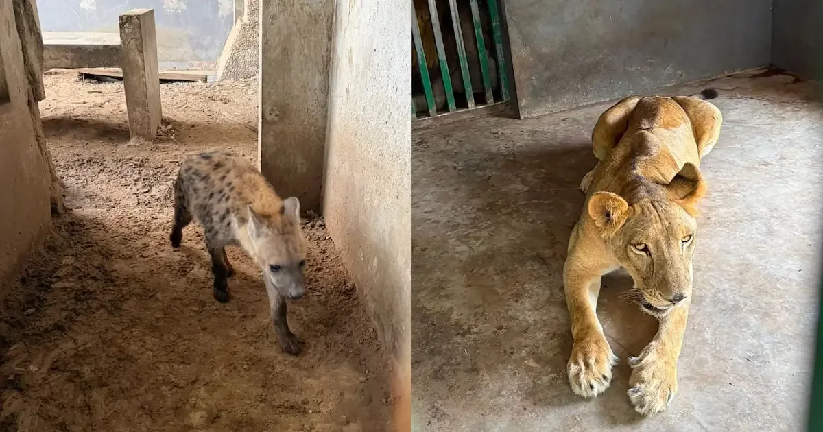 Las autoridades descubrieron especies en peligro de extinción en un rancho de Tamaulipas.