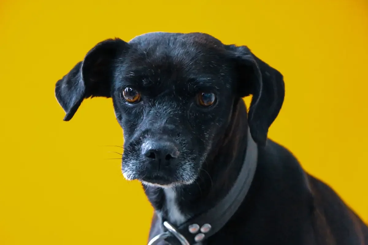 Un binomio canino detectó droga en envíos destinados al extranjero, lo que revela nuevas rutas de tráfico.