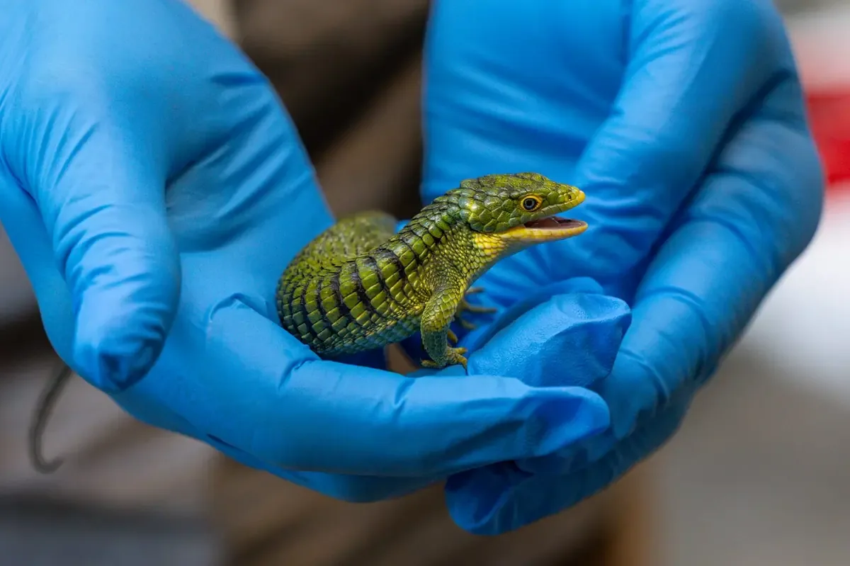 La colaboración entre autoridades permite cuidar de estos animales y prevenir el tráfico de especies.