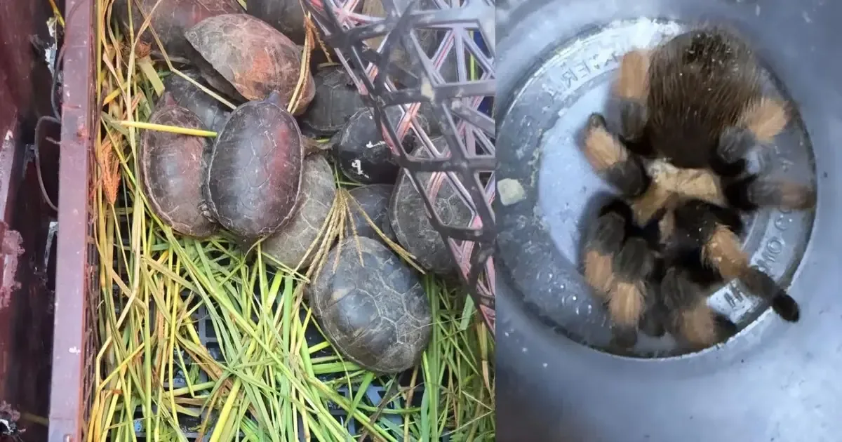 La intervención de la Profepa refuerza la importancia de proteger la fauna en peligro en México.