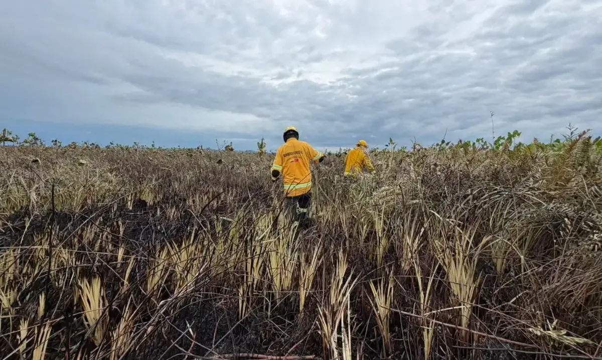 Un incendio ocasionado por una fogata mal apagada ha arrasado una extensa área de vegetación en Antioquia.