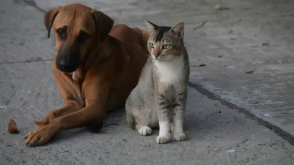 Iniciativa busca esterilizar 10 mil perros y gatos en diez días.