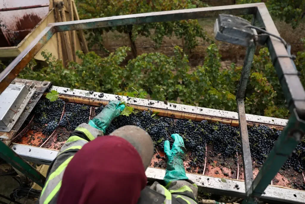 Iniciativa busca visibilizar la labor de los trabajadores que cosechan uvas.