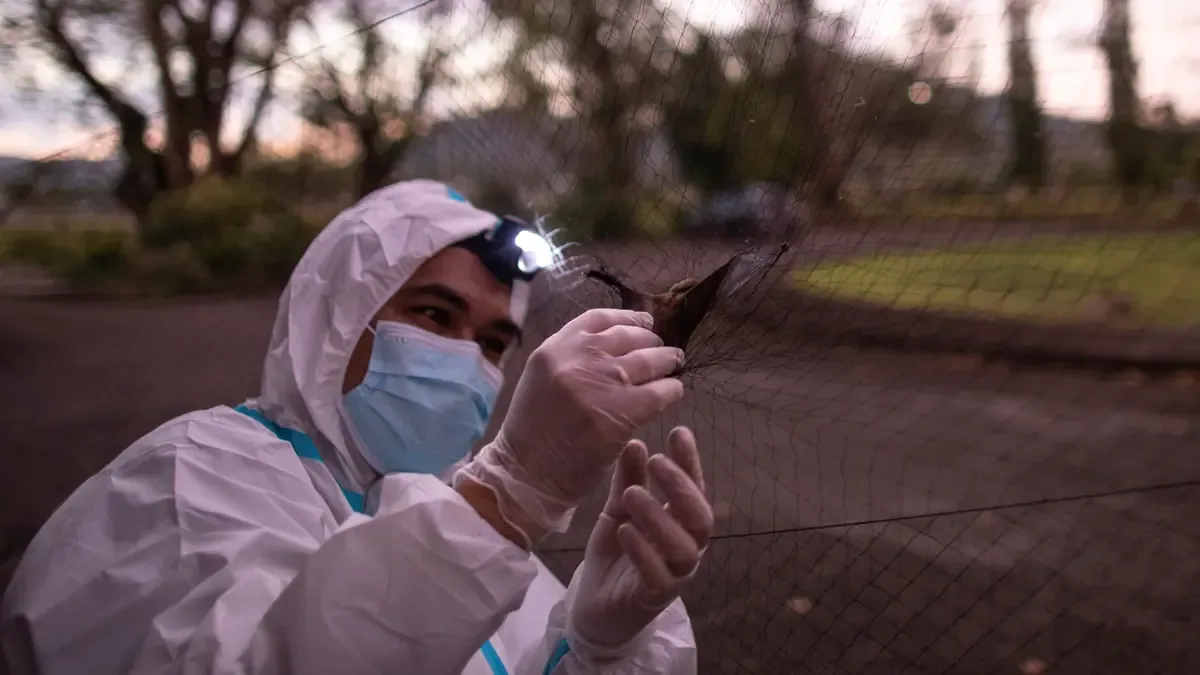Un estudio sugiere que la inmunidad generada por la COVID-19 puede ofrecer protección contra otros virus zoonóticos.