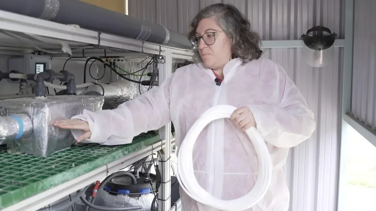 Innovadora tecnología transforma amoníaco en fertilizante, mejorando la sostenibilidad agrícola.