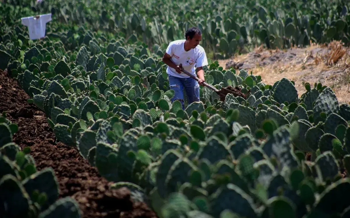 La entrega de insumos beneficiará a familias del sector rural en Puebla, elevando la producción agrícola.