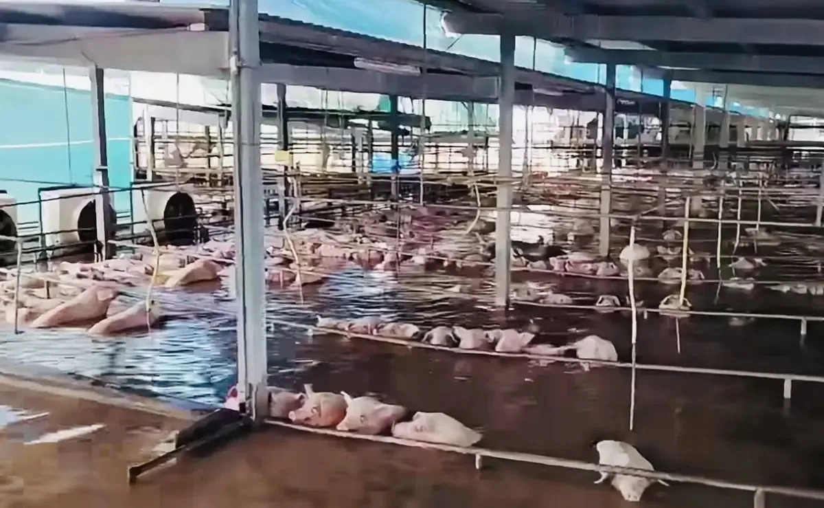 La emergencia por el huracán Polo afecta procesamiento de carne y empleos en Sonora.