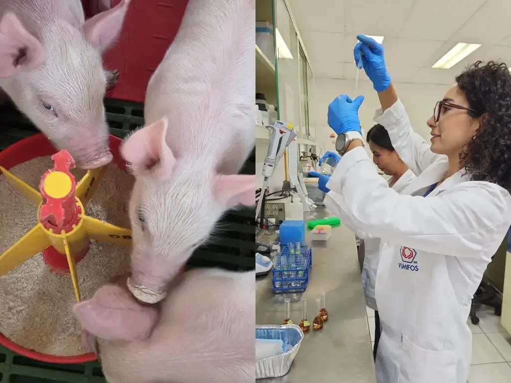 Investigación de la UAQ sobre salud intestinal en lechones en progreso.