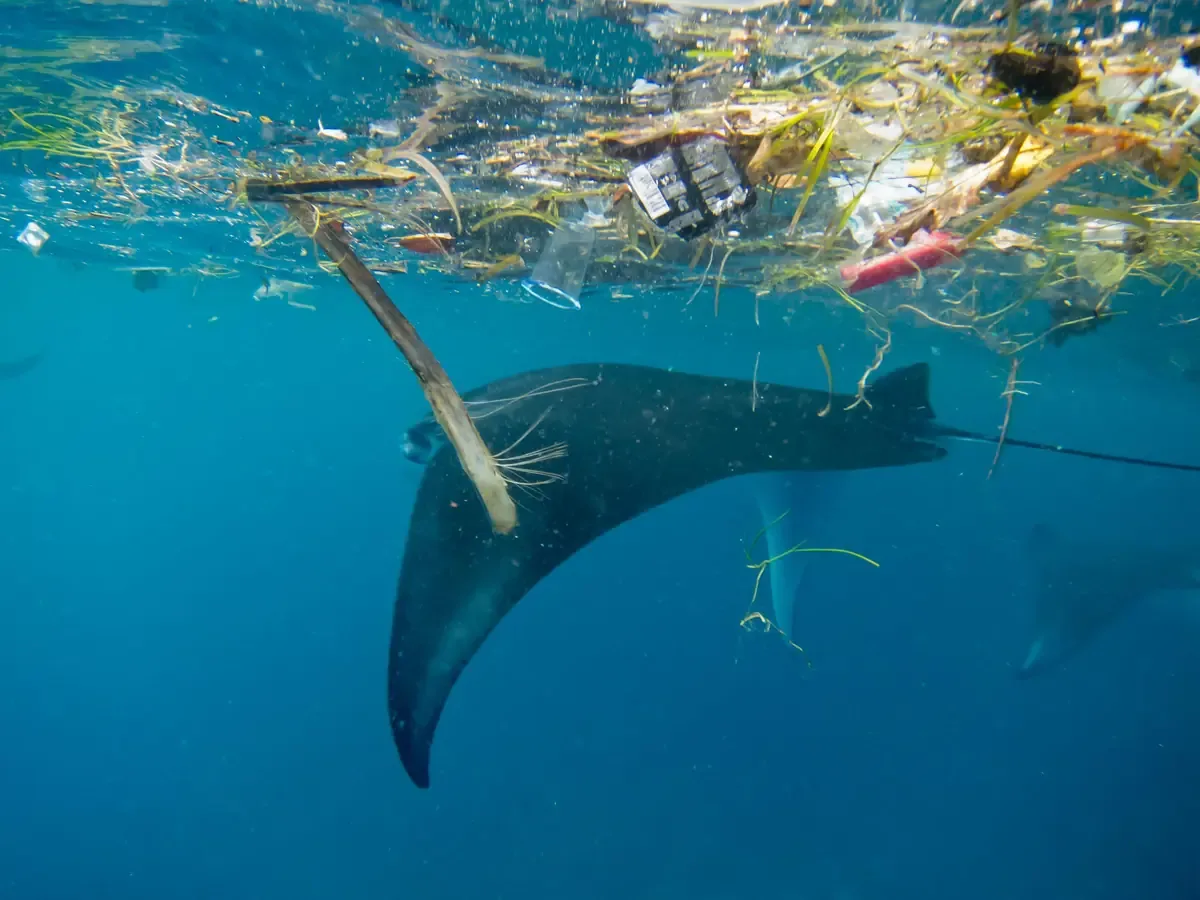 Investigación pionera identifica la contaminación por microplásticos en Patagonia y su impacto ambiental.