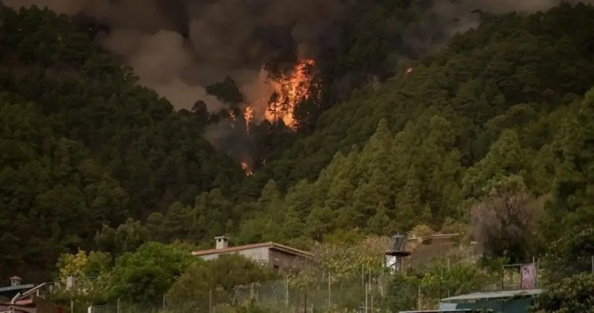 Investigación sobre los efectos del humo de incendios forestales en la salud cerebral.