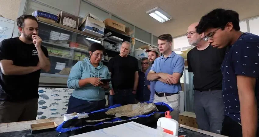 Investigadores de EE. UU. analizan fósiles en la UABCS en Baja California Sur.