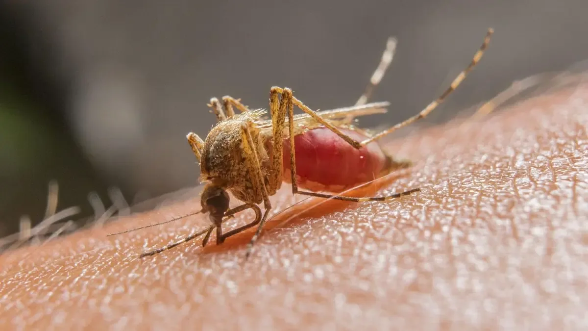 Investigadores revelan el origen de la preferencia de mosquitos por humanos, crucial para la prevención de enfermedades.