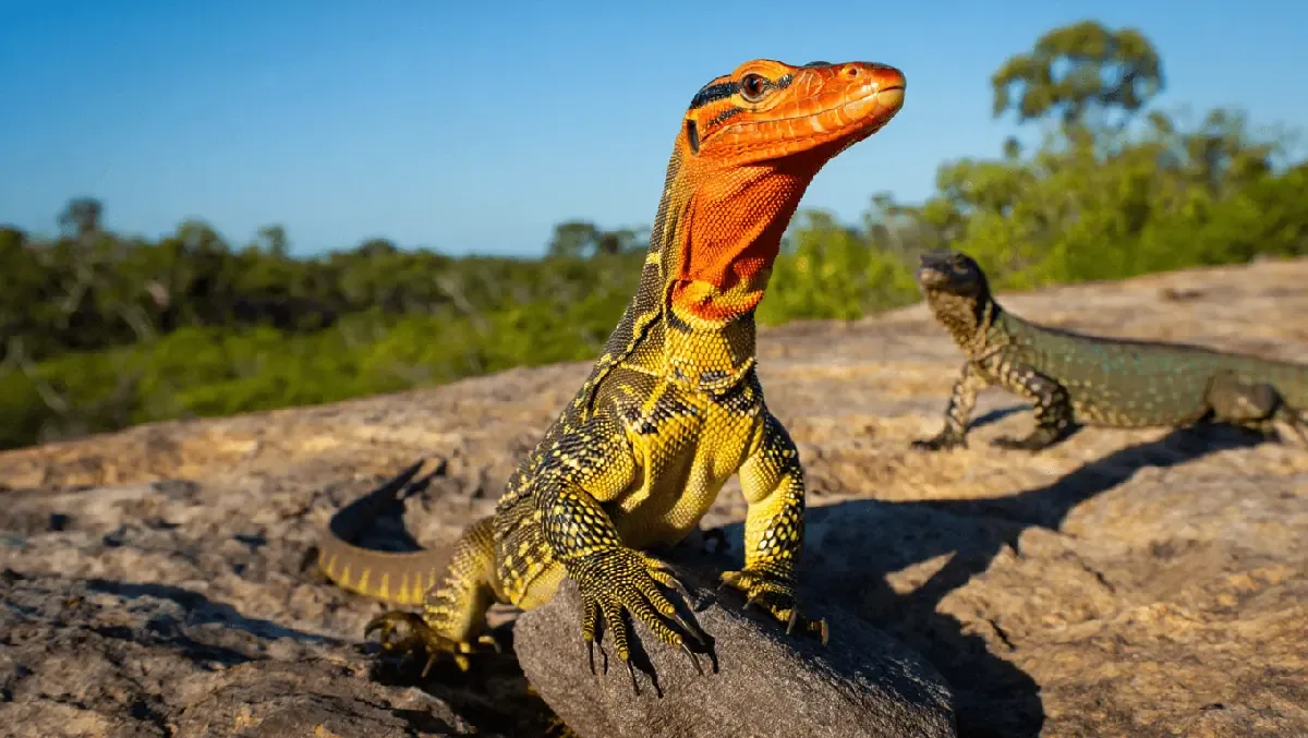 Investigadores revelan hallazgo que pone de manifiesto la diversidad oculta en las savanas australianas.