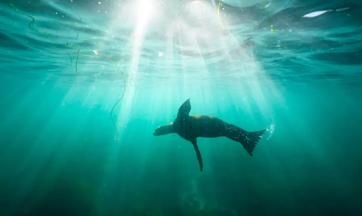 Un video muestra un acto de crueldad hacia un león marino protegido.