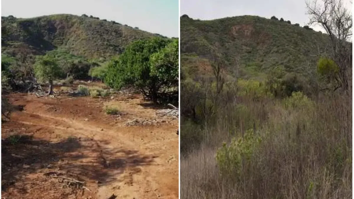 La recuperación de la vegetación en la isla Socorro marca un avance significativo en la conservación de su ecosistema.