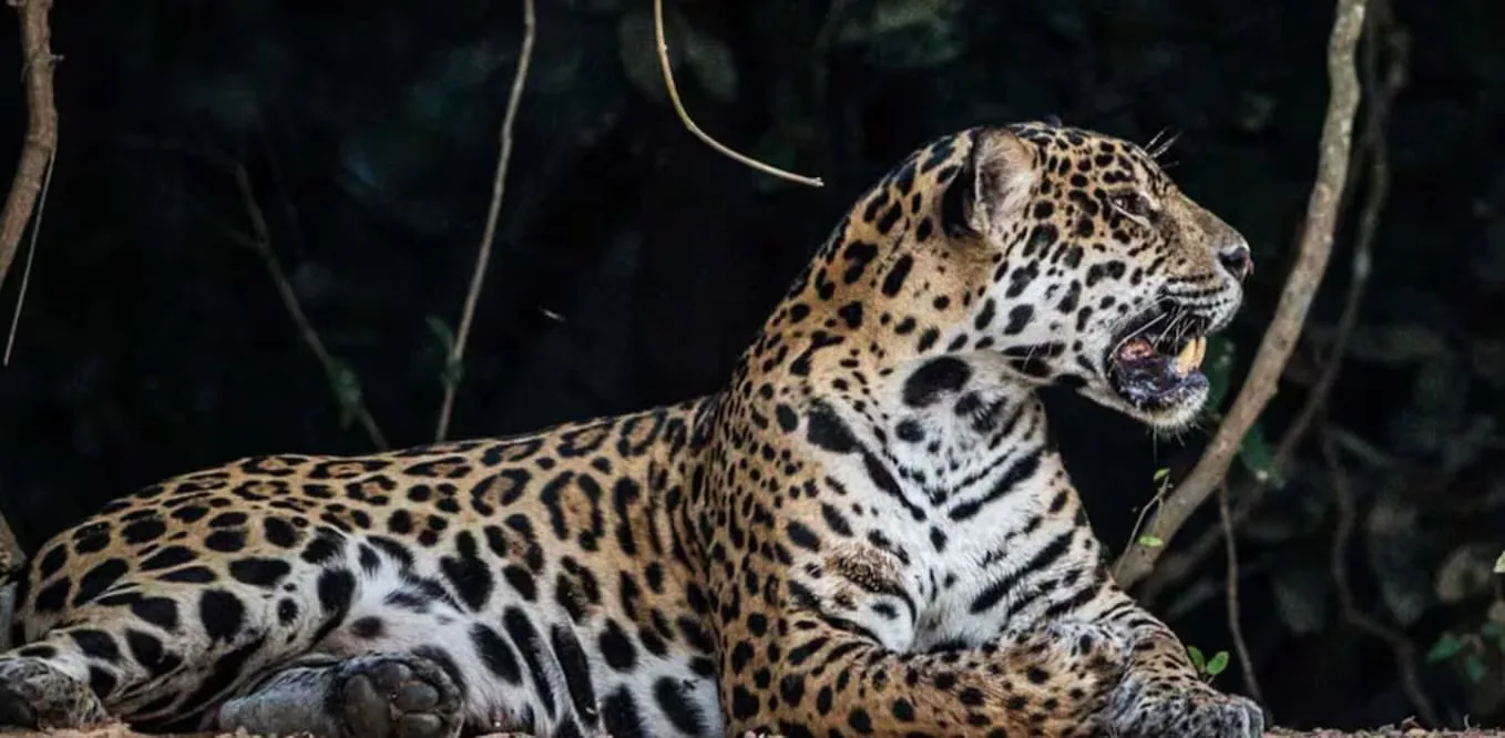 Jaguar capturado en video cerca de la zona arqueológica de Tulum.
