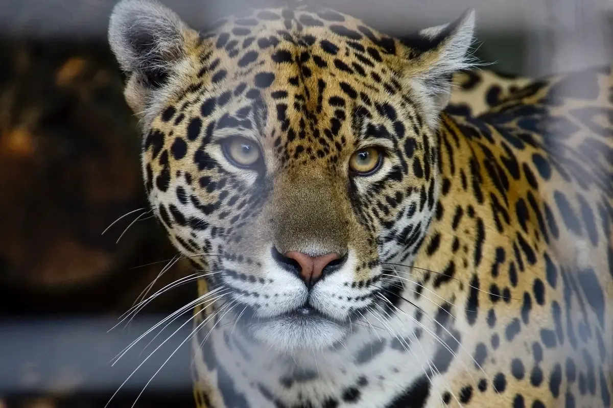 Esta victoria posiciona a Jaguares FC entre los mejores del grupo dos de la LIGA PREMIER.
