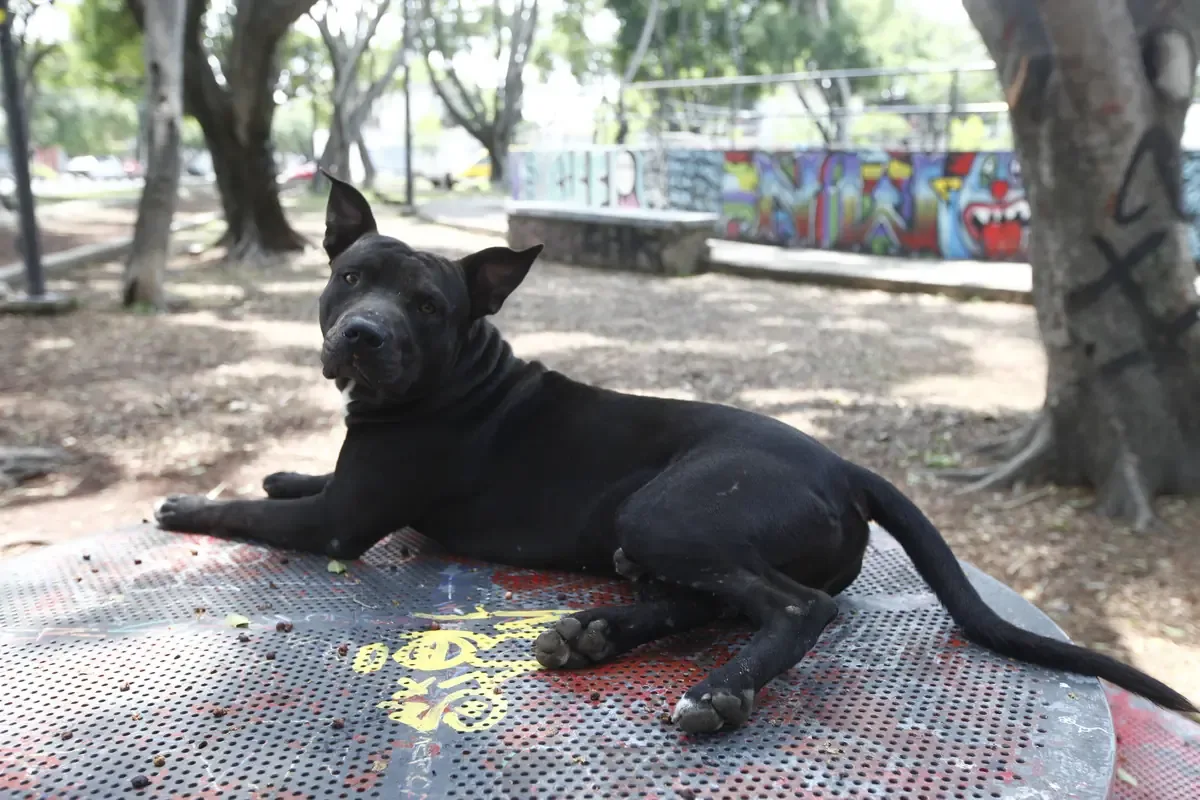 La falta de una ley federal limita acciones en protección animal en el estado.