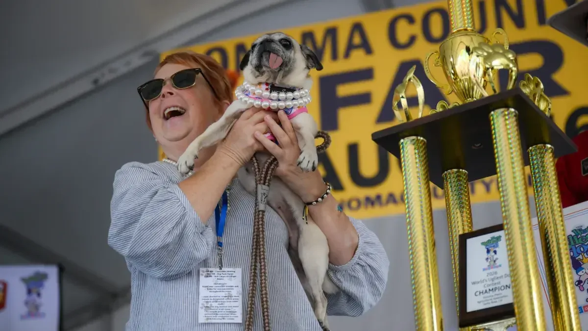Jinny Lu, una pug rescatada, gana el concurso promoviendo la adopción de mascotas y la singularidad canina.