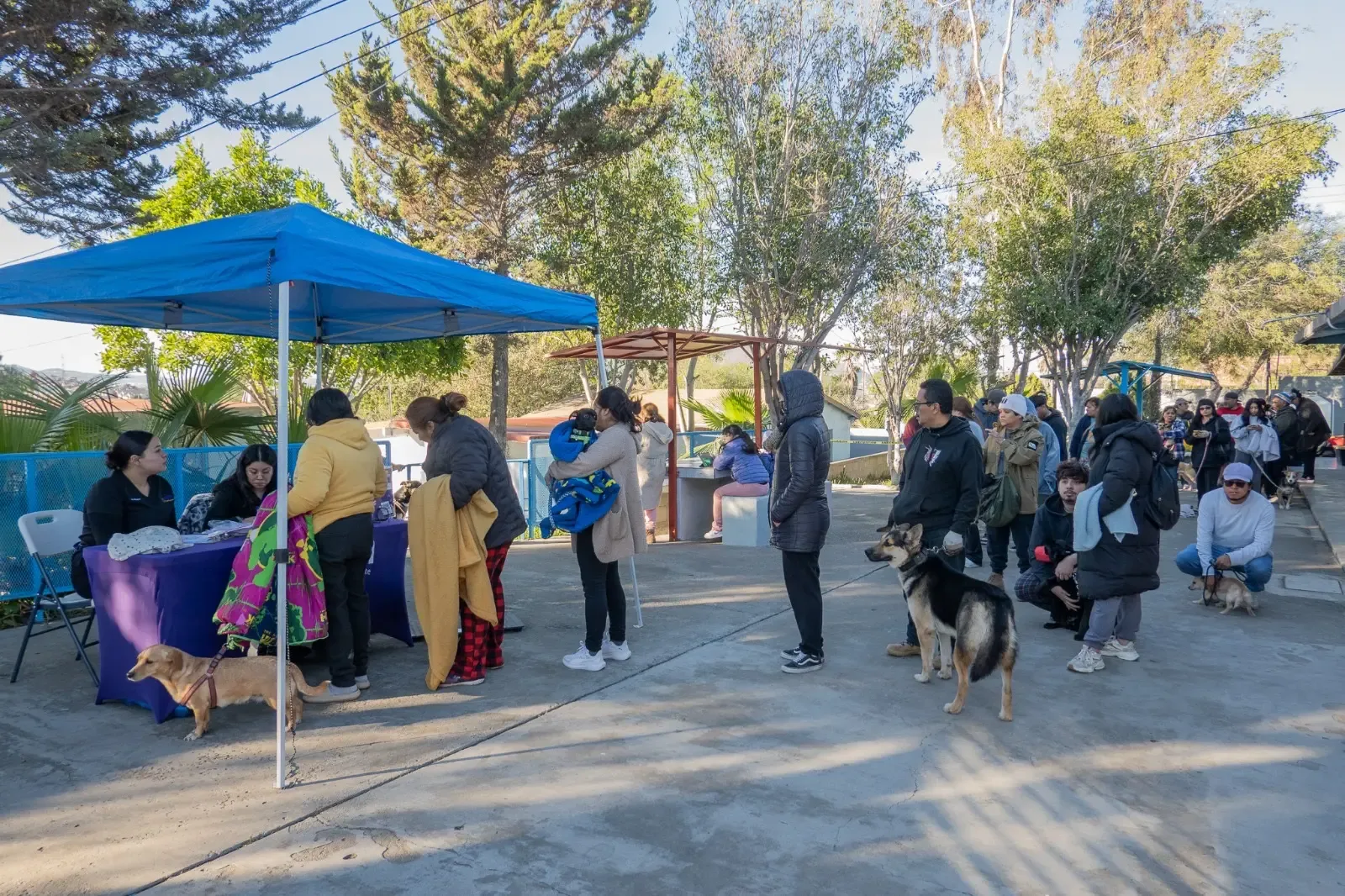 Jornada de esterilización gratuita de mascotas en Tijuana.