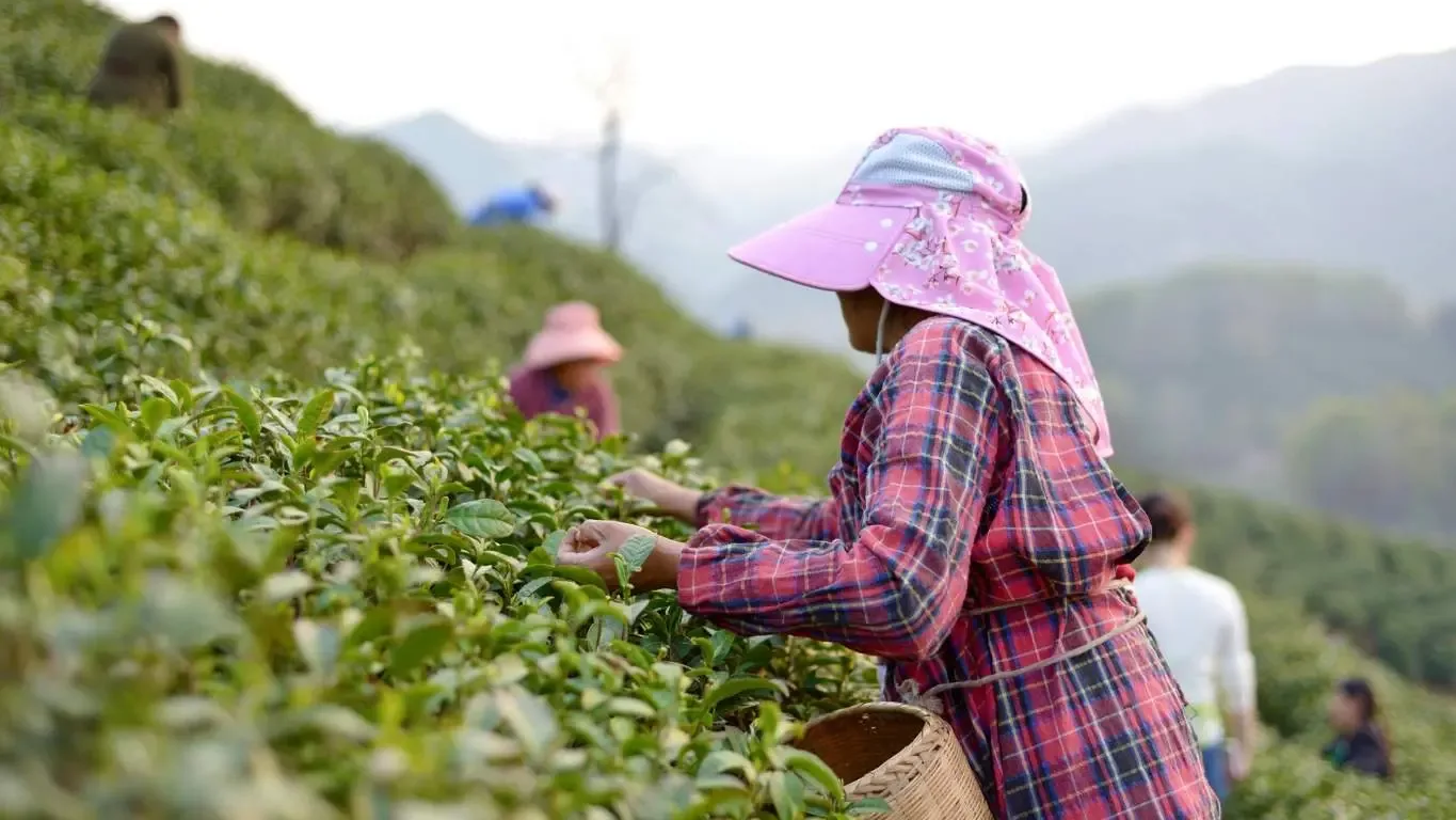 Jornaleros en campos agrícolas del norte de México enfrentan condiciones difíciles.