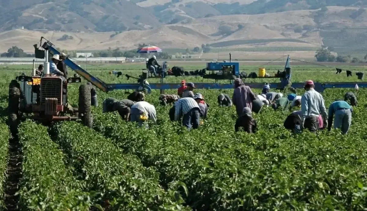 Jornaleros en el campo de San Quintín enfrentan condiciones laborales difíciles.
