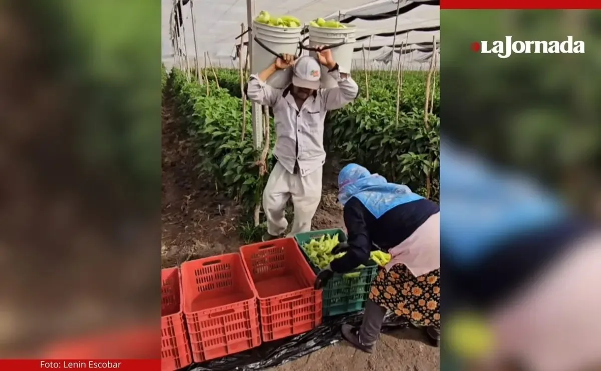 Jornaleros en San Quintín exigen sus derechos laborales en protestas recientes.
