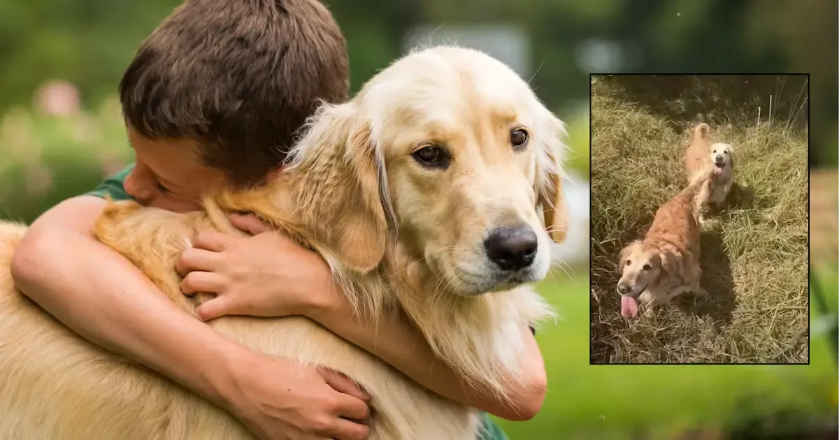 Tras un asalto en la carretera México-Tuxpan, un joven pide ayuda para recuperar a sus dos Golden Retriever.