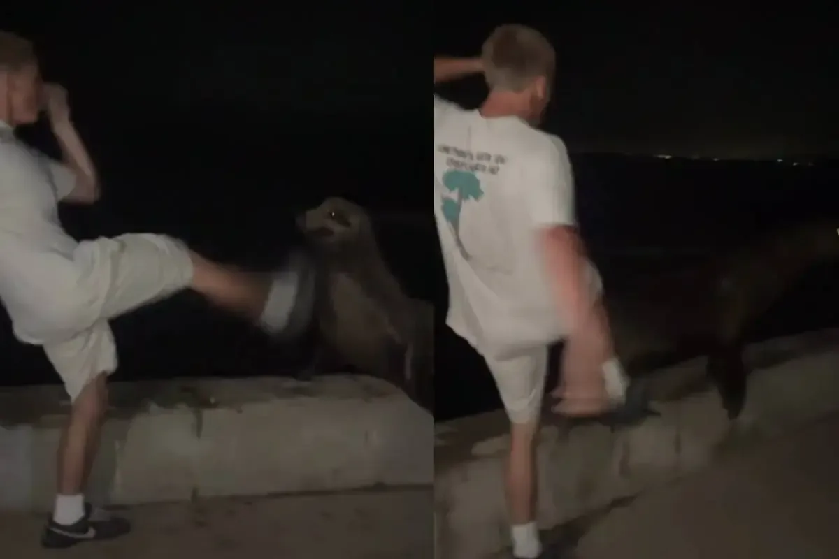 Un joven acepta su culpa por acosar a un mamífero marino, enfrentando severas consecuencias legales.