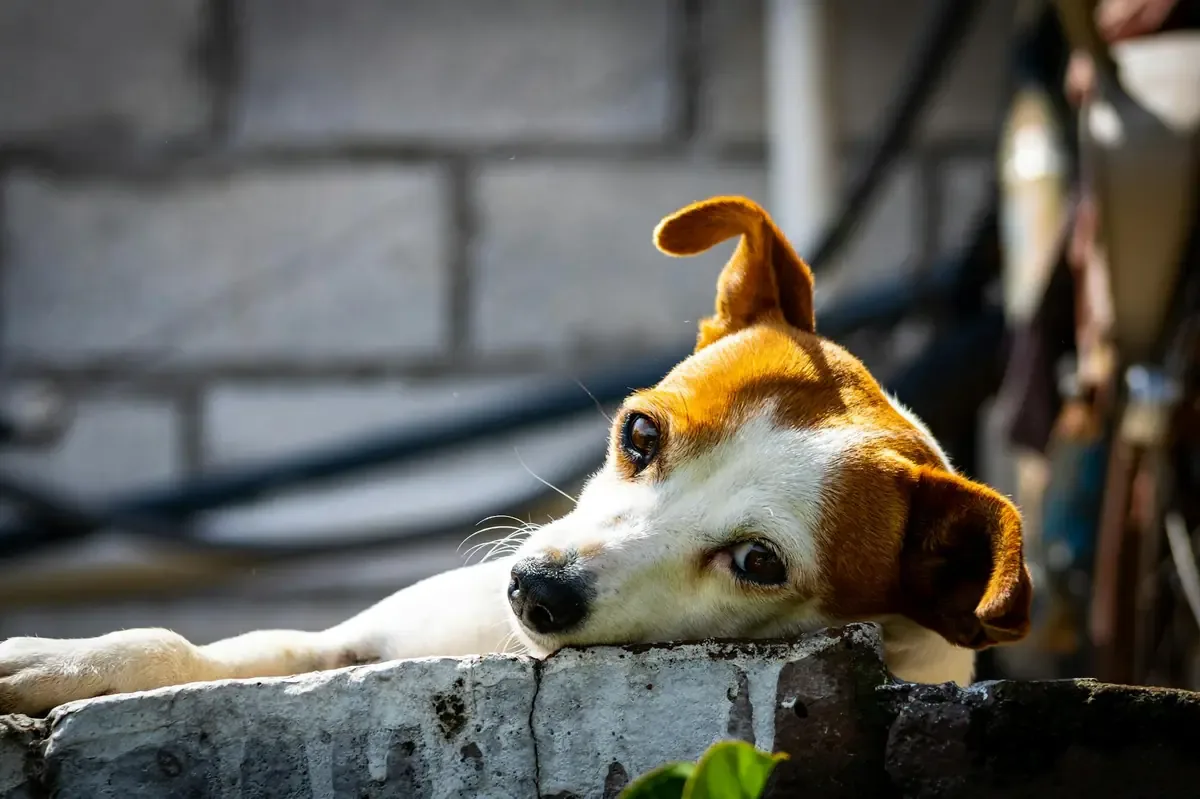La jornada de esterilización gratuita busca promover la tenencia responsable y el bienestar animal en la comunidad.