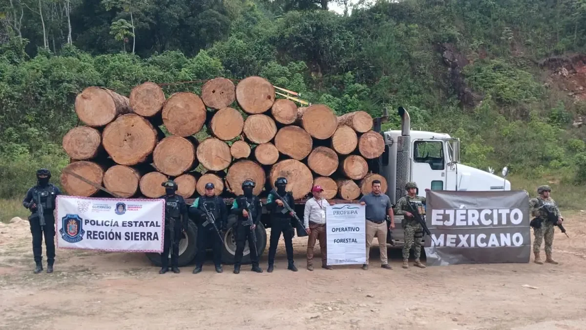La acción conjunta de PROFEPA, SSP Guerrero y el Ejército combate la tala clandestina.