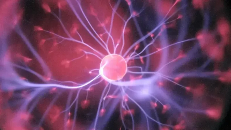 La actividad cerebral y su función real en la vida cotidiana.