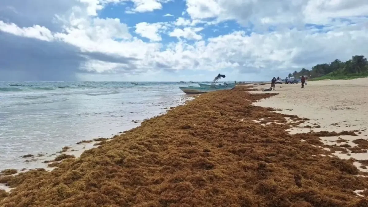 La acumulación de sargazo afecta playas de Quintana Roo y el turismo local.