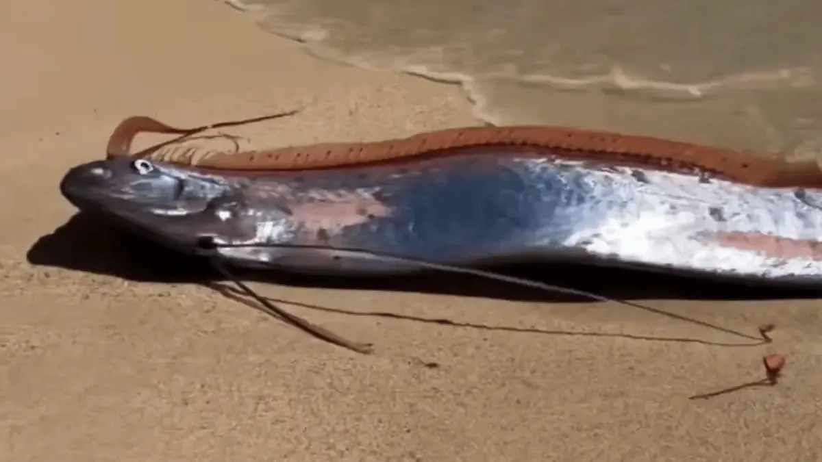 La aparición de estos raros peces desata fascinación y preocupación entre los curiosos.