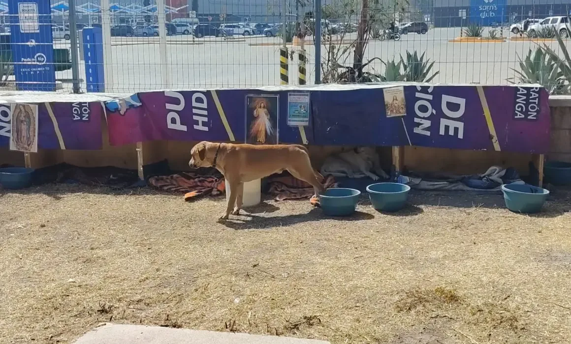 La asociación La Casa de Lili A.C. reporta el hallazgo parcial de canes que habían desaparecido en la zona de Salvador Nava.