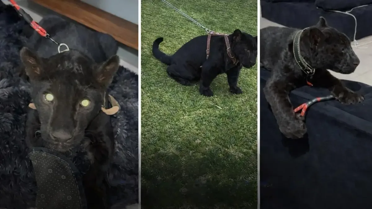 La búsqueda de un felino escueto y el riesgo para la población preocupa a autoridades locales.