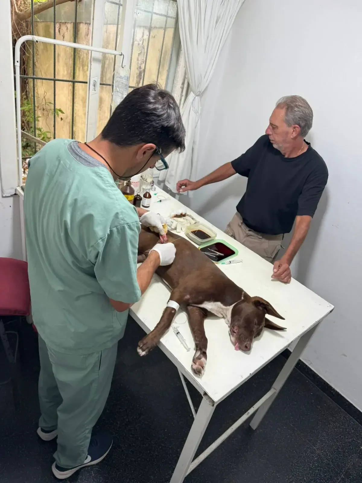 La campaña culmina con servicios veterinarios y promoción de la tenencia responsable.