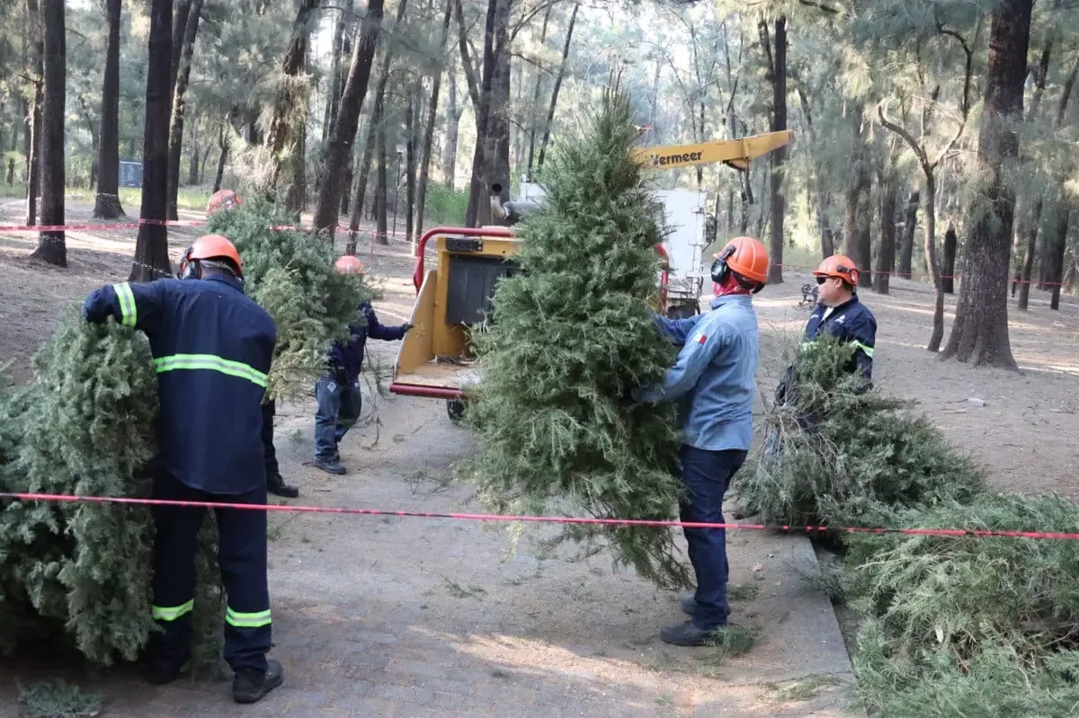 La campaña logró recolectar más de 3 mil árboles gracias a la comunidad.