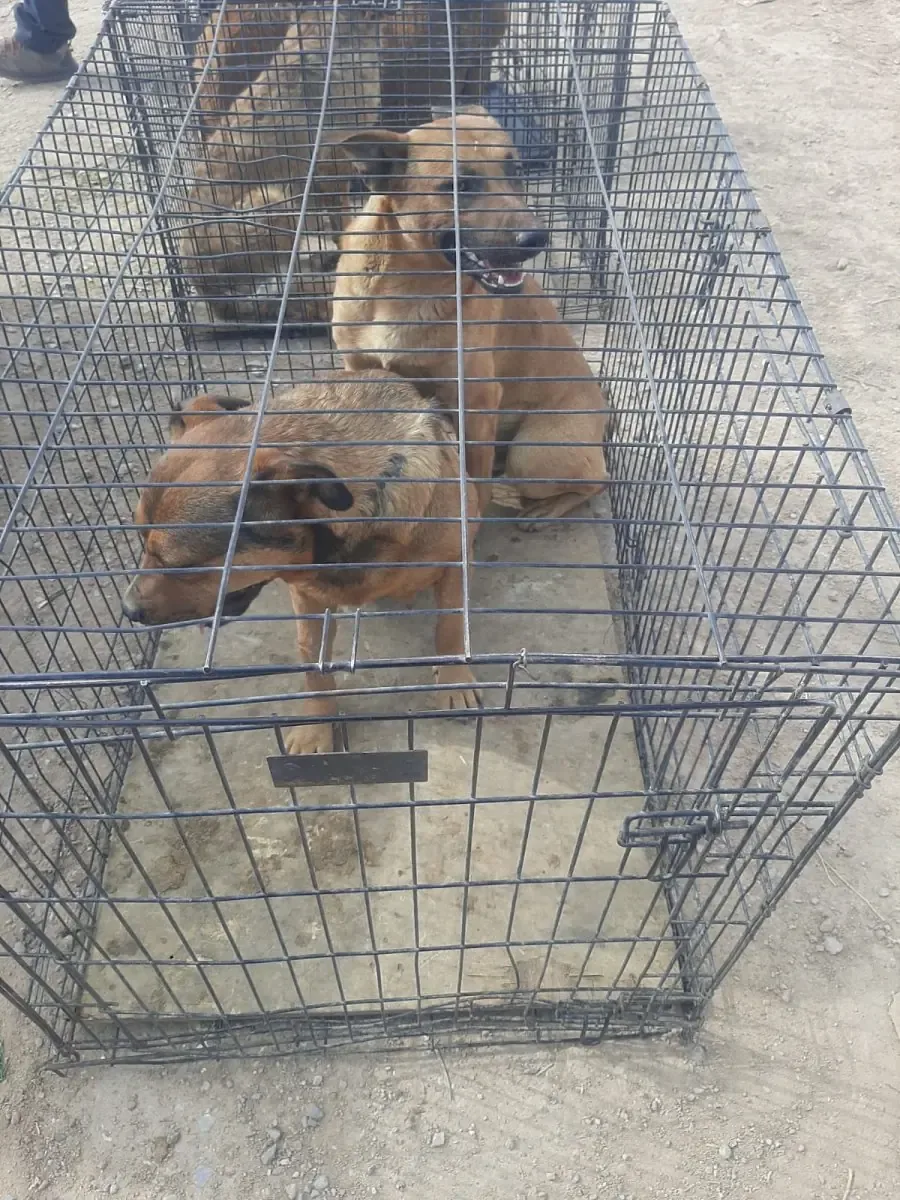 La captura de los perros generó preocupaciones sobre la seguridad en la comunidad.
