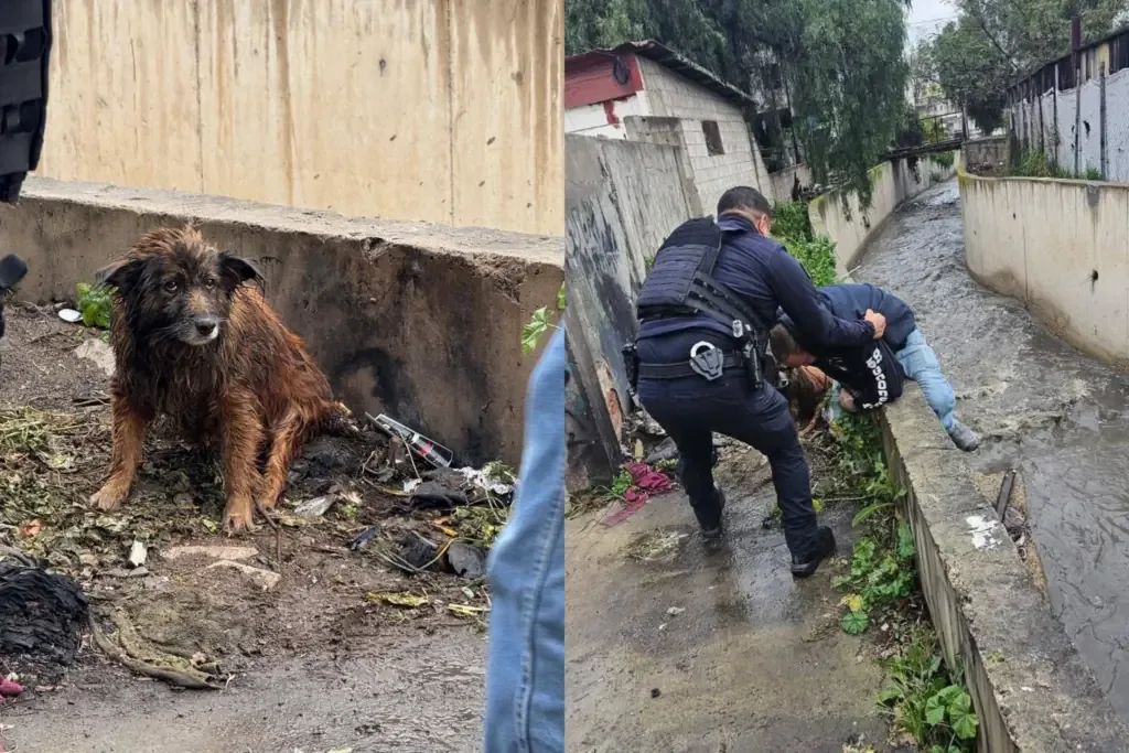 La colaboración entre ciudadanos y autoridades fue clave para el rescate del animal.
