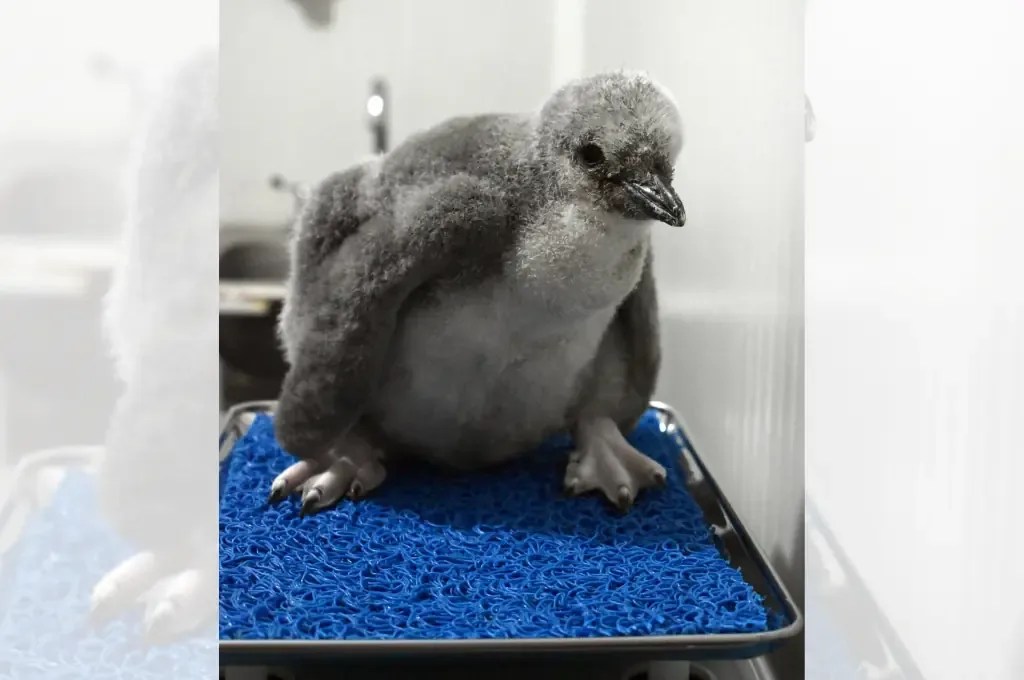 La comunidad leonesa eligió el nombre del primer pingüino barbijo nacido en Latinoamérica.