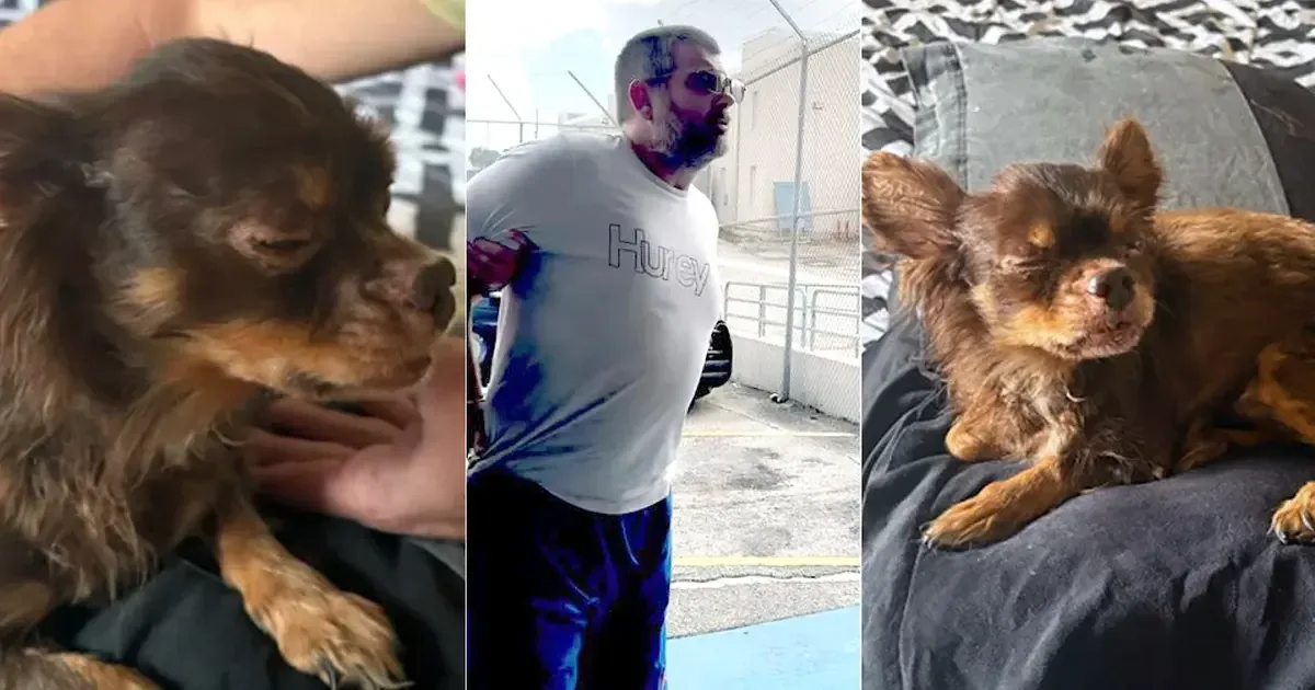 La comunidad reacciona ante el abuso animal y la violencia en el hogar.