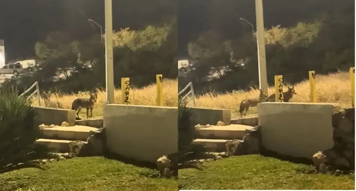La comunidad solicita acciones preventivas ante el avistamiento de manada de coyotes.
