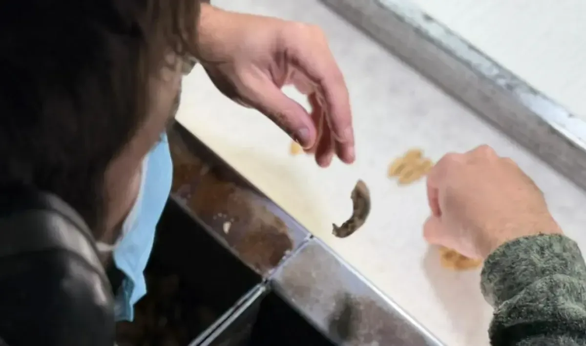 El trabajo en conjunto genera empleo y potencia la producción local de nueces y avellanas.