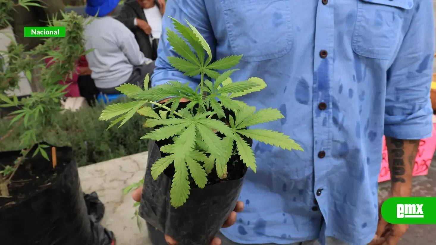 La decisión de la SCJN refleja la controversia sobre el uso de mariguana en México.