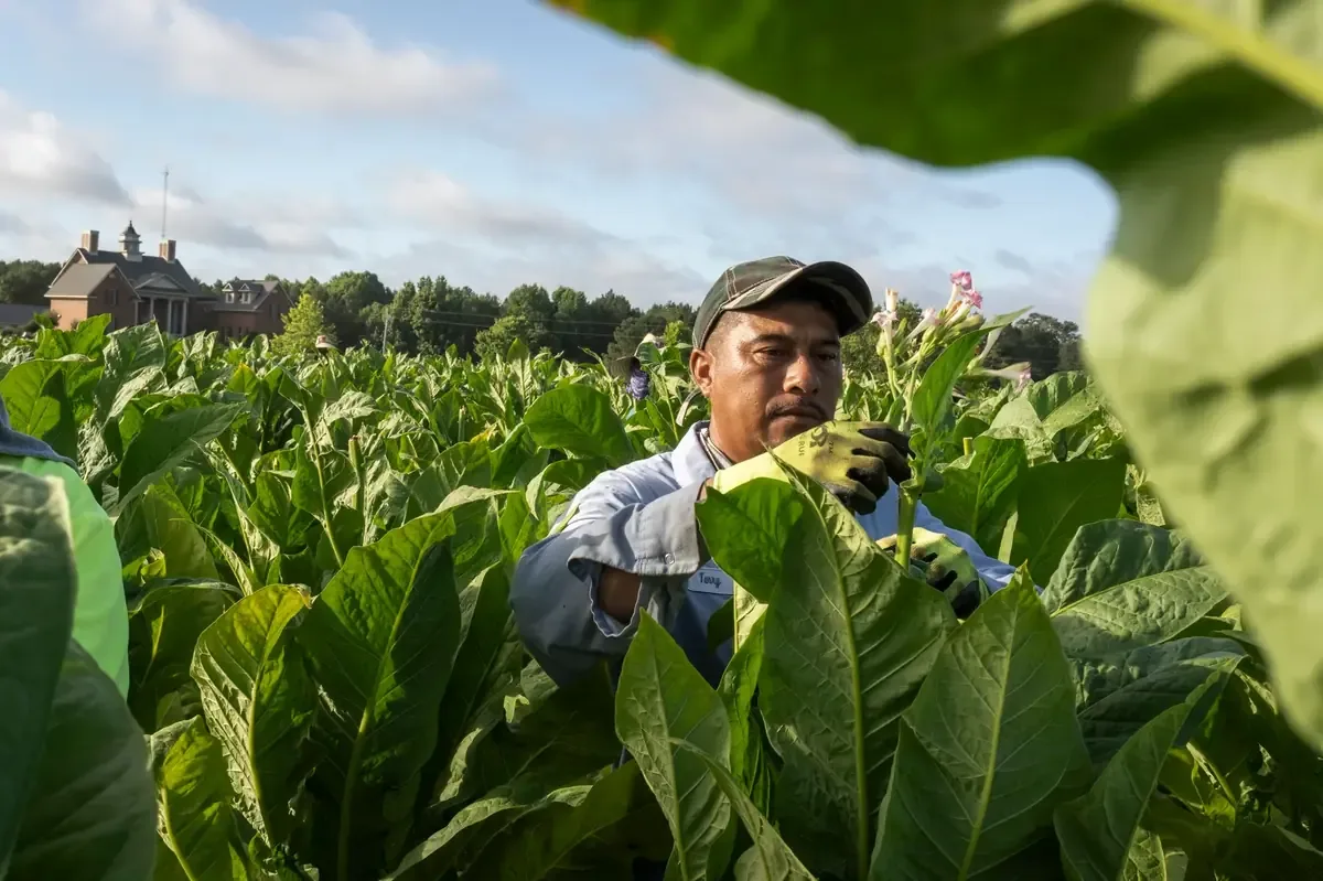 La demanda expone graves abusos en el programa de visas H-2A para trabajadores agrícolas.