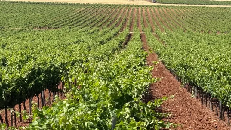 La nueva asociación interprofesional asegura la estabilidad del sector vitivinícola en Valdepeñas.